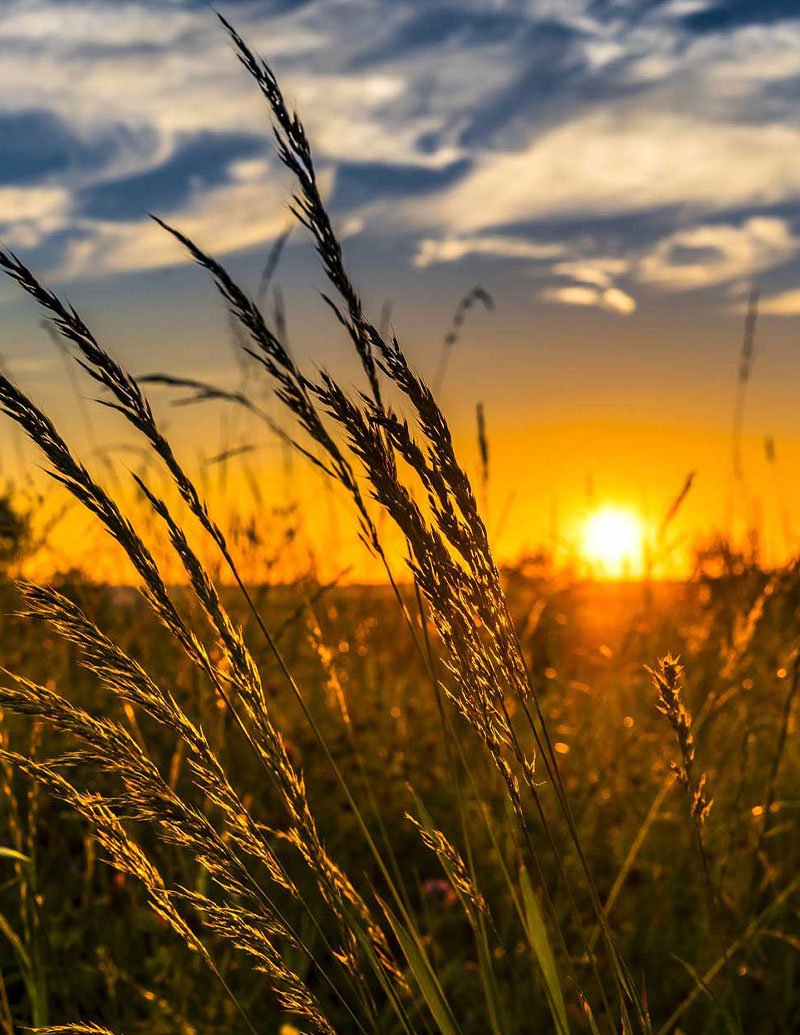 Texas farmland at sunset